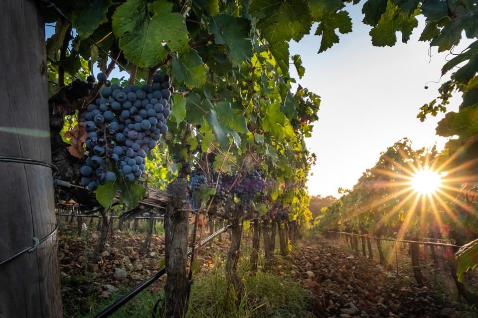 A Great Italian Wine’s Sibling Has Found Its Own Identity