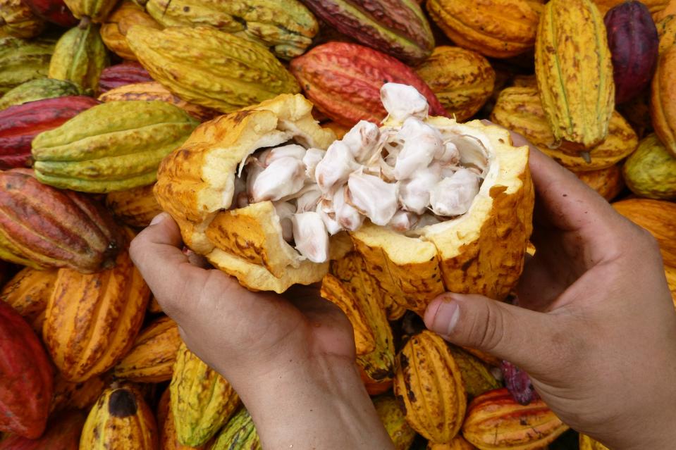 Crafting Flavor, Cultivating Change: Mindo Chocolate Makers Focuses On Ethical Indulgence In Ecuador And Michigan