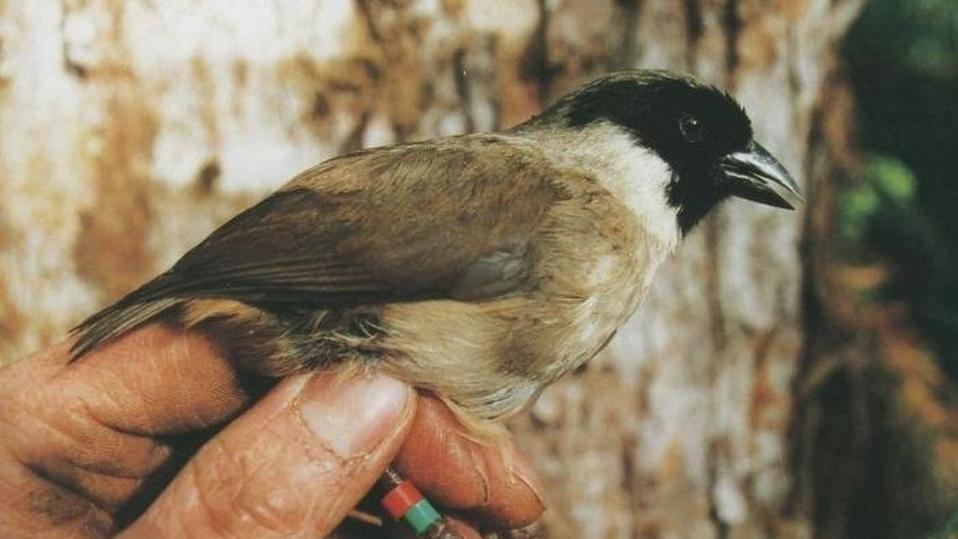 Twenty-One Species Removed From The Endangered Species Act Due To Extinction
