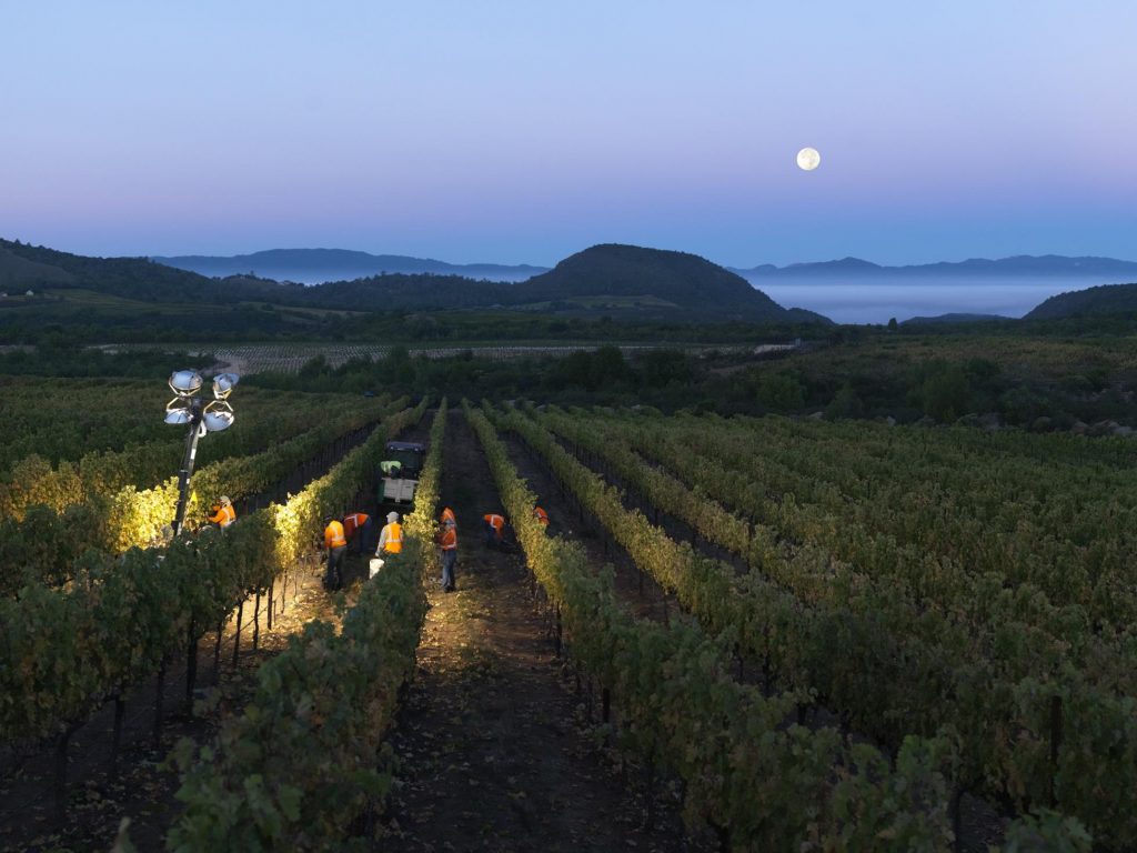 Celebrating The Outstanding 2021 Napa Valley Cabernet Sauvignons