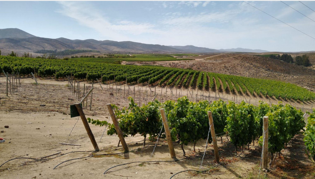 The Humboldt Current: A Hidden Force Behind Exceptional Chilean Wine