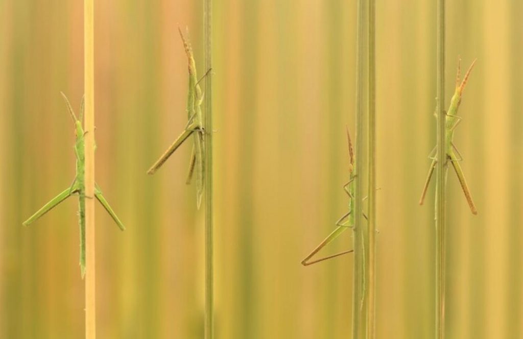 Something Beautiful: 18 Winners Of Close-Up Photographer Contests