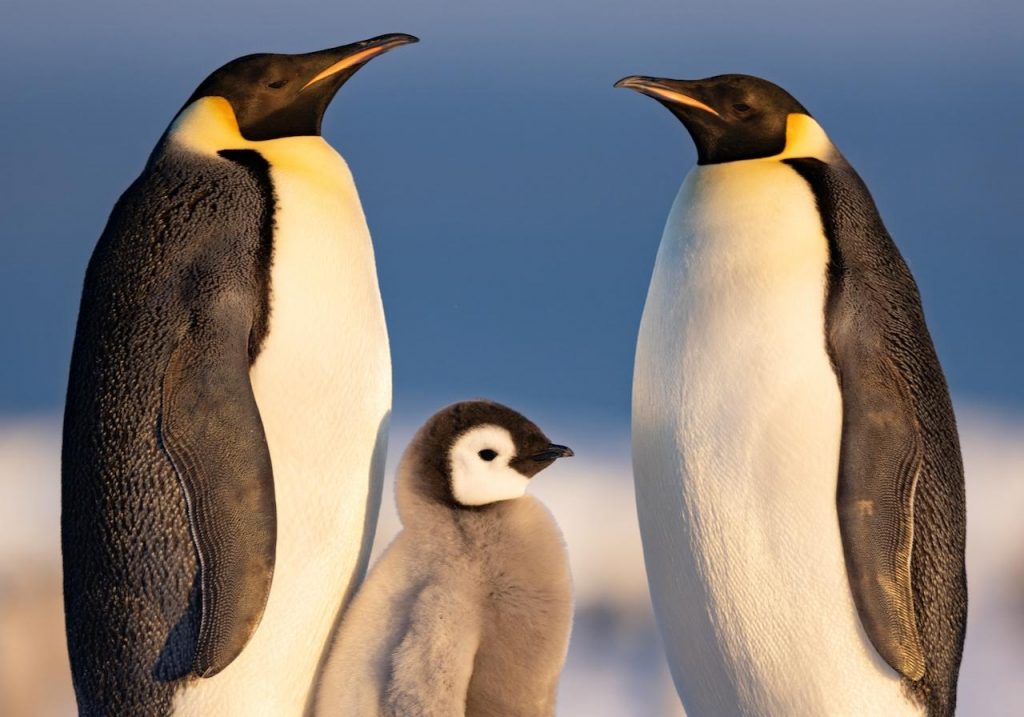 Like Nothing You’ve Seen Before: Nat Geo’s ‘Secrets Of The Penguins’