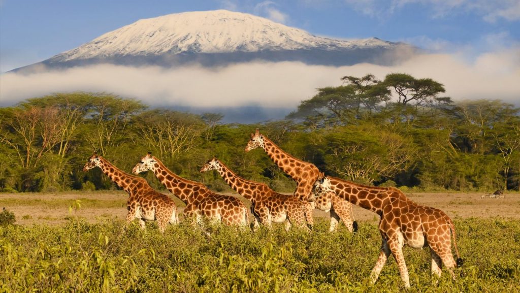 8 Can’t Miss African Safari Parks And Locations