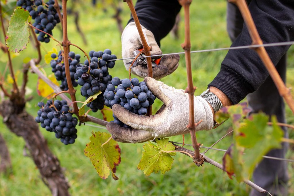 Wine-Tasting In Alto Adige: A Unique And Still Authentic Corner Of Italy