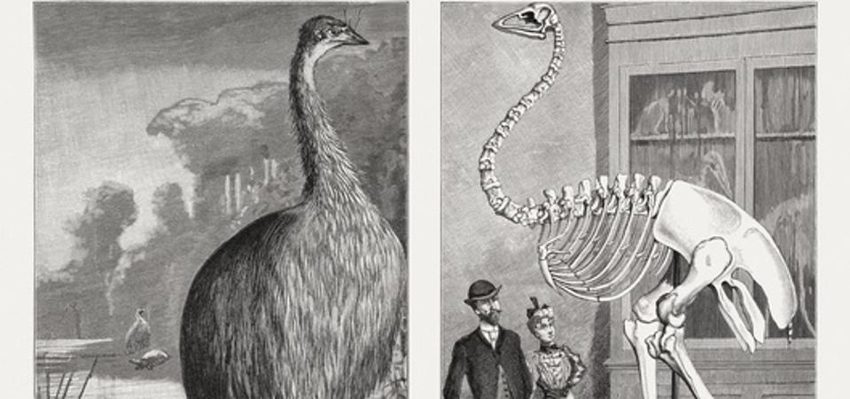 A Biologist Spotlights The Biggest Bird The World Has Ever Known. Hint: It Went Extinct During The Dark Ages