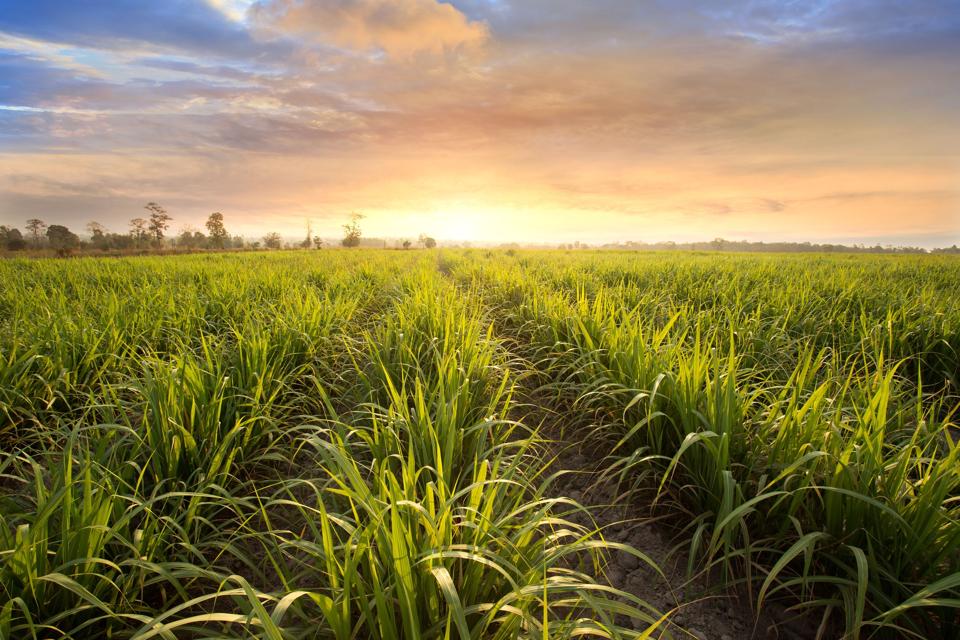 New Study Finds Preharvest Sugarcane Burns Are Not Harming Air Quality