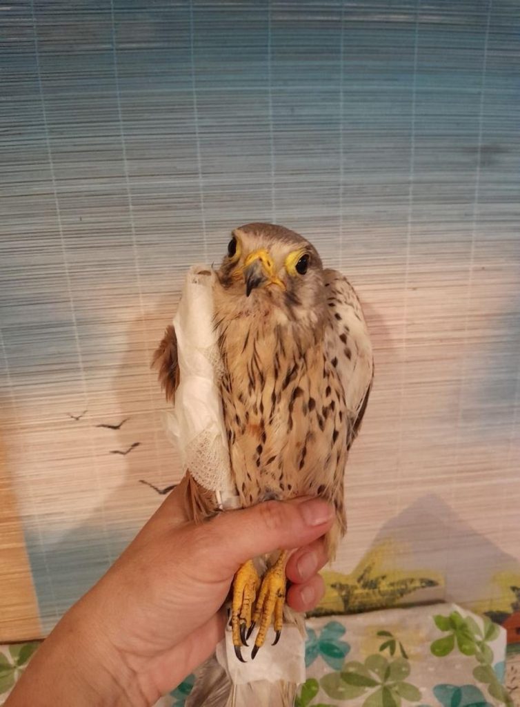 Ukrainians Rescue ‘Heroic’ Falcon, Russian Drone Kills Rare Pelican