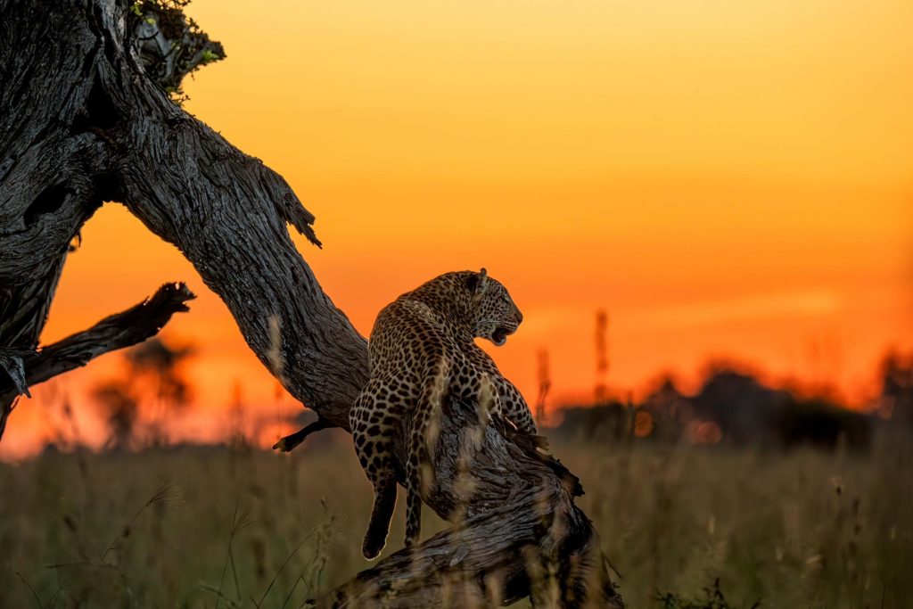 UHNWIs Opt For Safaris In Exclusive And Restricted Locations