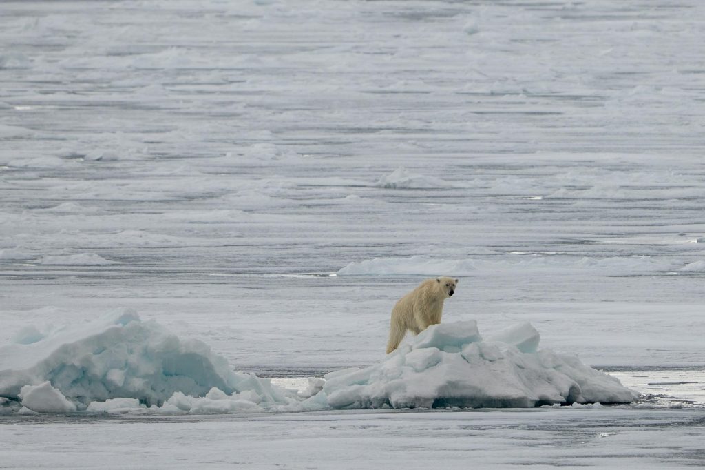 Is Svalbard Still The Best Destination To See Polar Bears?