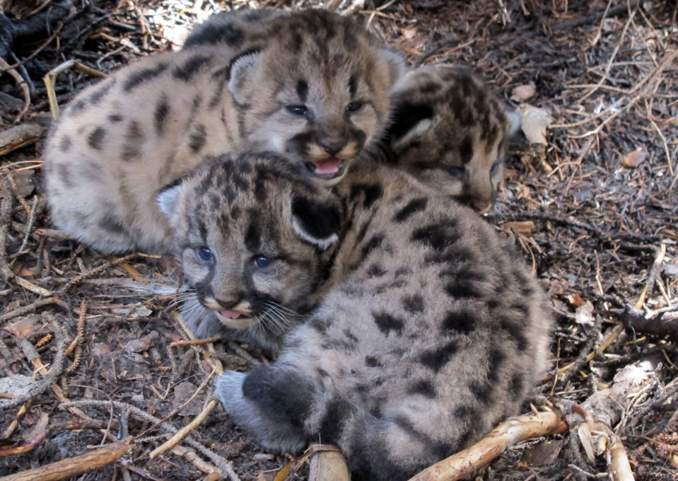 Study Finds Strong Support For Returning Pumas To East Coast States