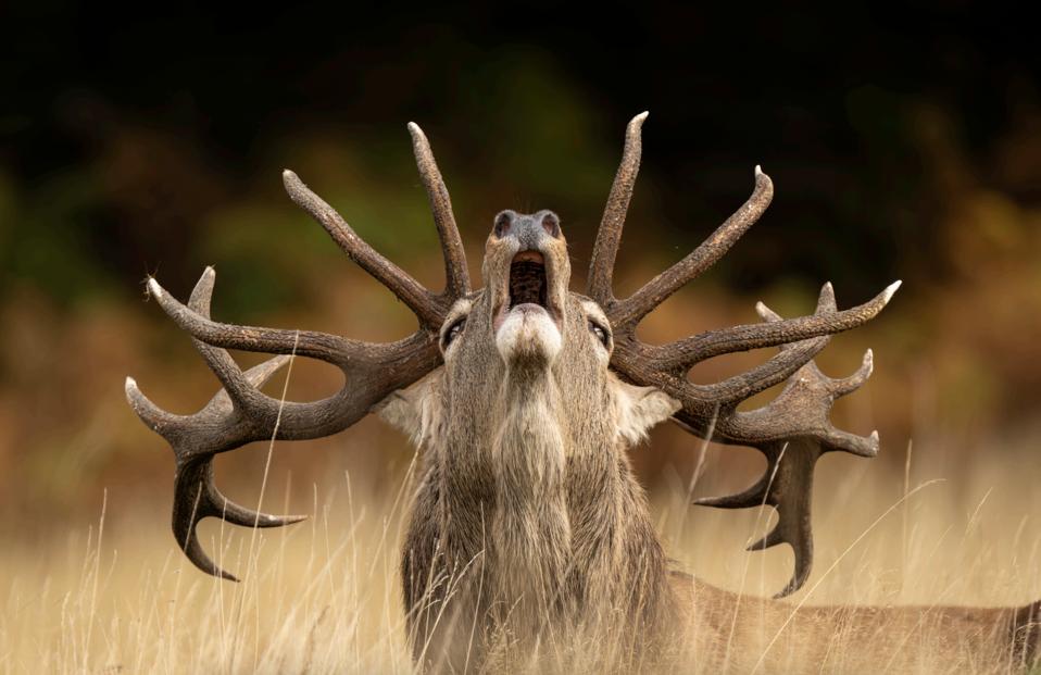 Wildlife Photographer Of The Year:  Sneak Peek At 15 Stunning Images