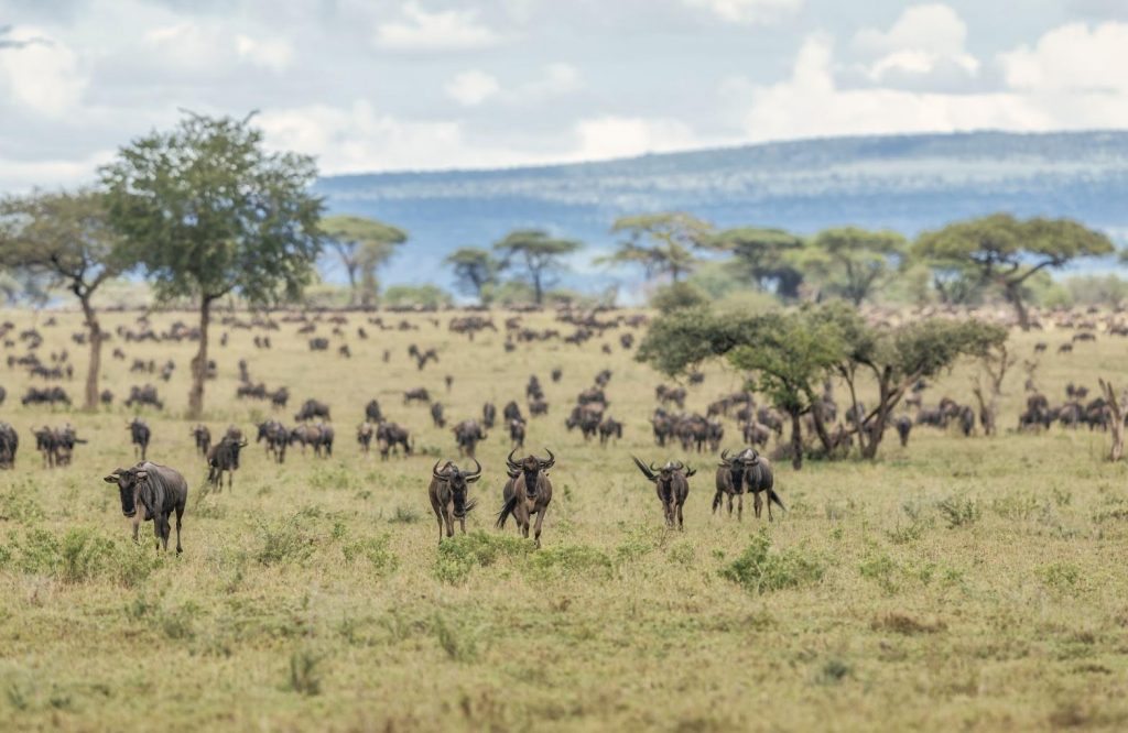 Lessons From Tanzania’s Serengeti Region On Protecting The Great Migration
