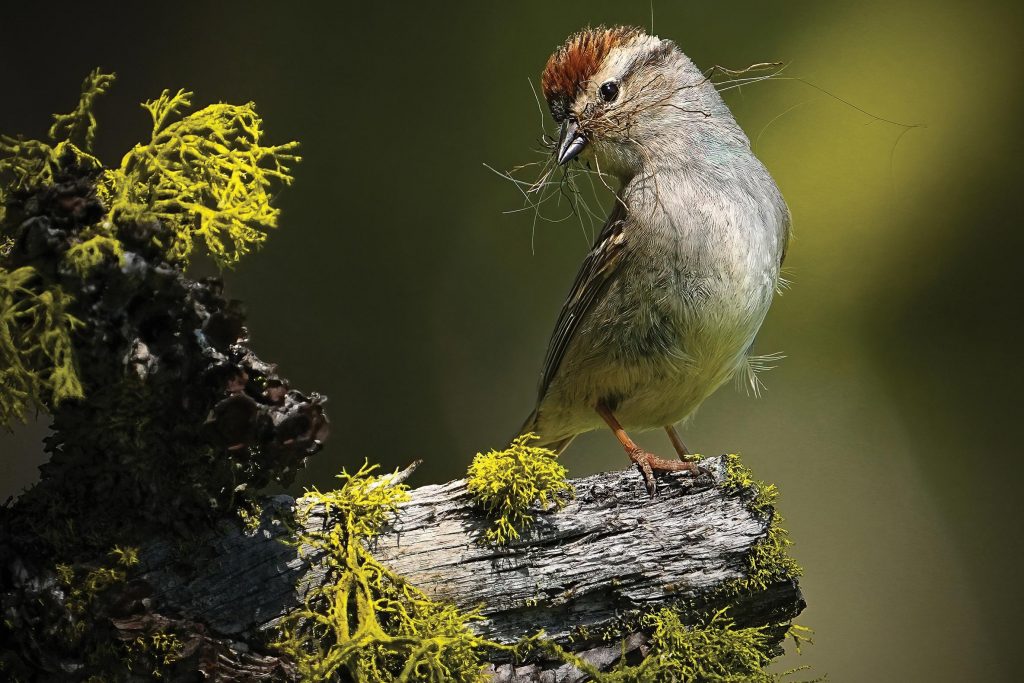 Beautiful Bird Photos: 16 Winners Of Audubon Photography Awards