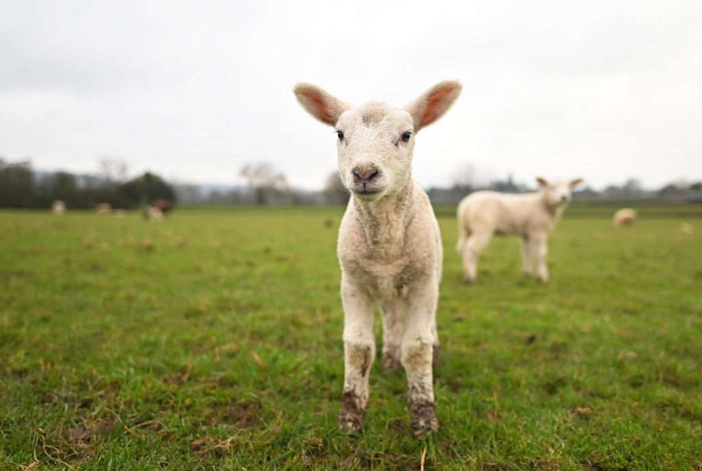 Why Sheep Are Showing Up In Vineyards Everywhere