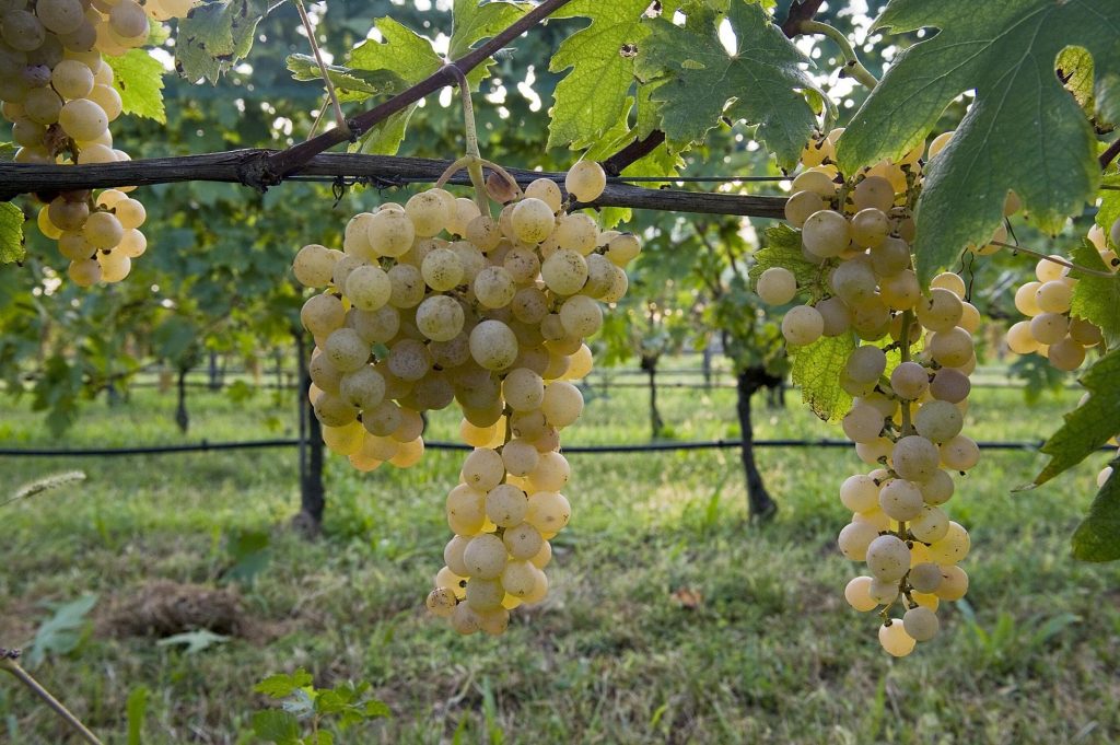 How Dorona And The Islands Revive Venice’s Golden Age Of Wine
