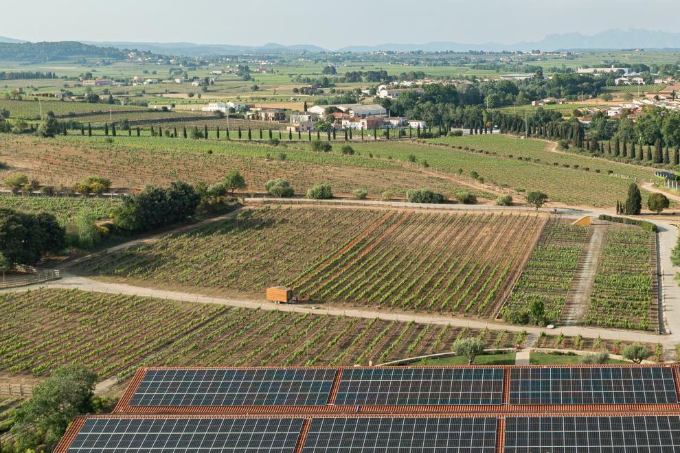 Familia Torres Turns Climate Adaptation Into A Competitive Advantage