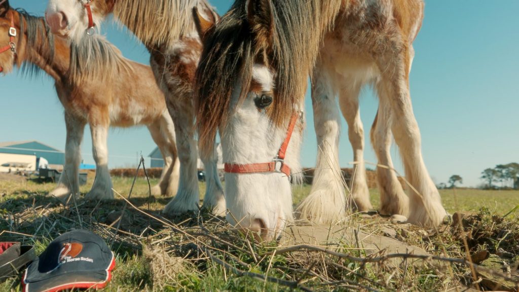 Drummygar Distillery Begins Whisky Production Using Clydesdale Horses