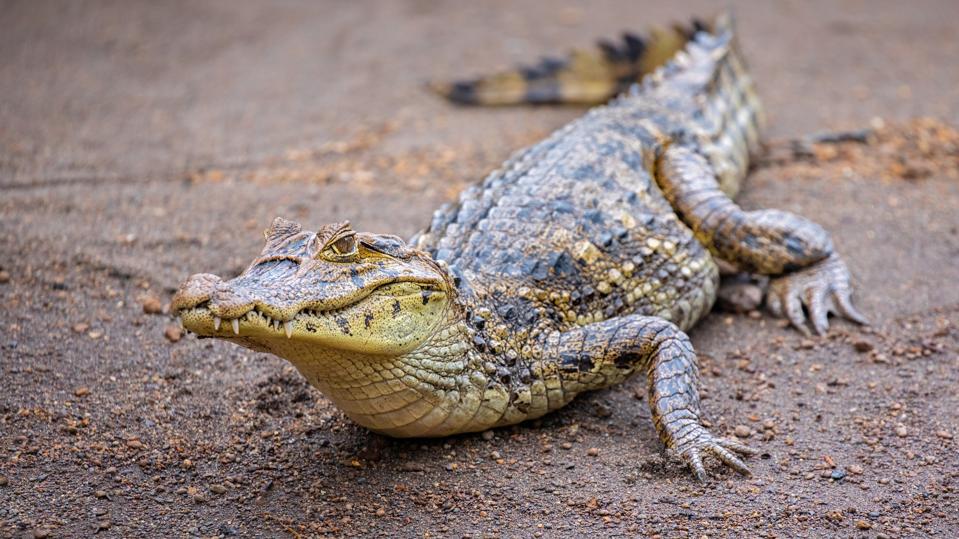 This Lush Costa Rican Park Is A Paradise For Herpetology Buffs