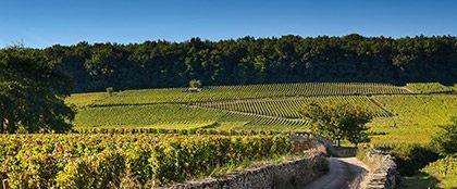 Maison Louis Latour: Tasting The Soul Of Burgundy’s Iconic White Wines