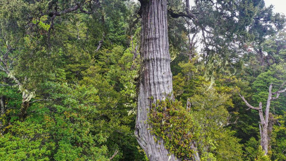 This Ancient Cypress Tree Has Lived Through 5 Ice Ages—And Is Still Growing Today