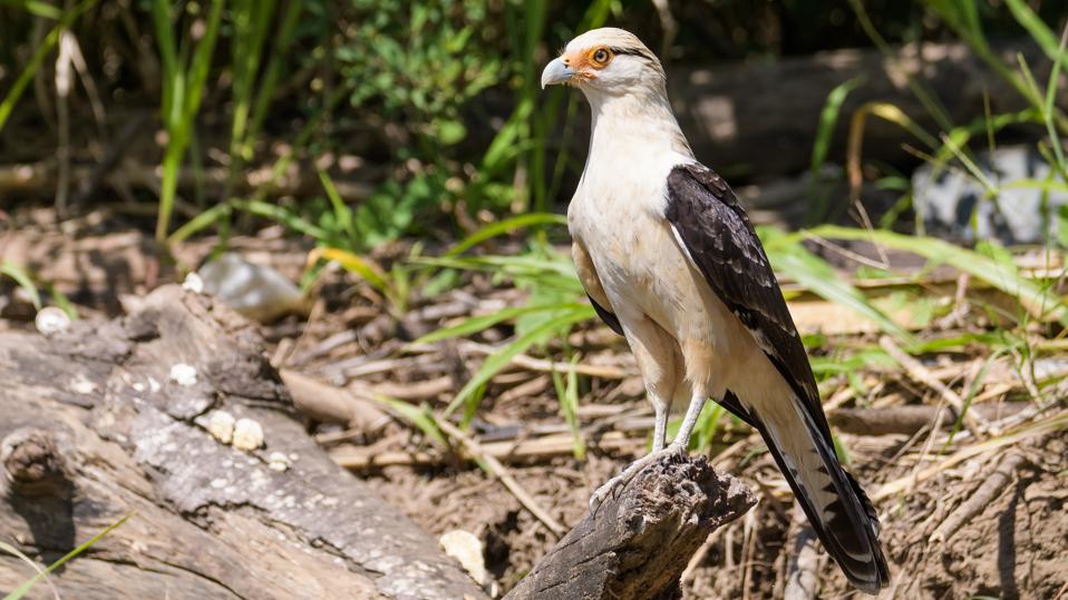 Rare Raptor Sighting Sparks Excitement Across Delaware Birding Community