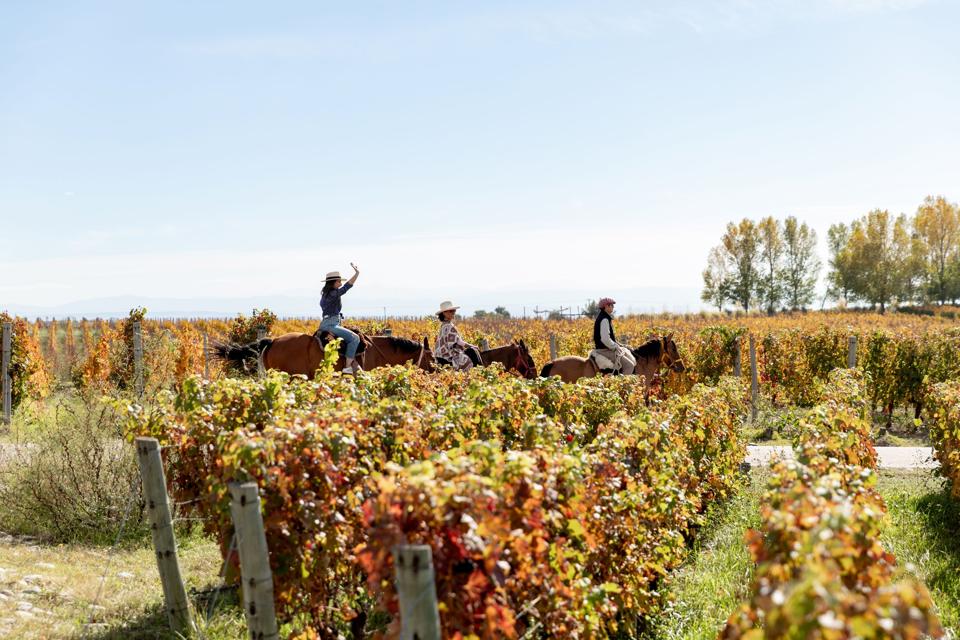 The Company Combining Wine And Wellness Through Experiential Travel