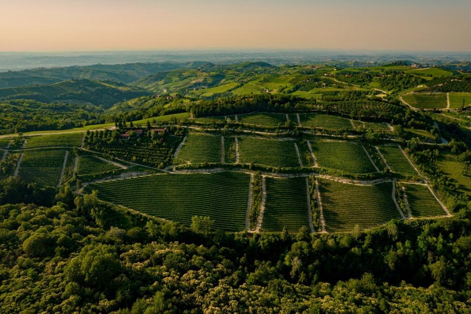 Gaja Expands To Alta Langa With Pioneering White Wine Estate