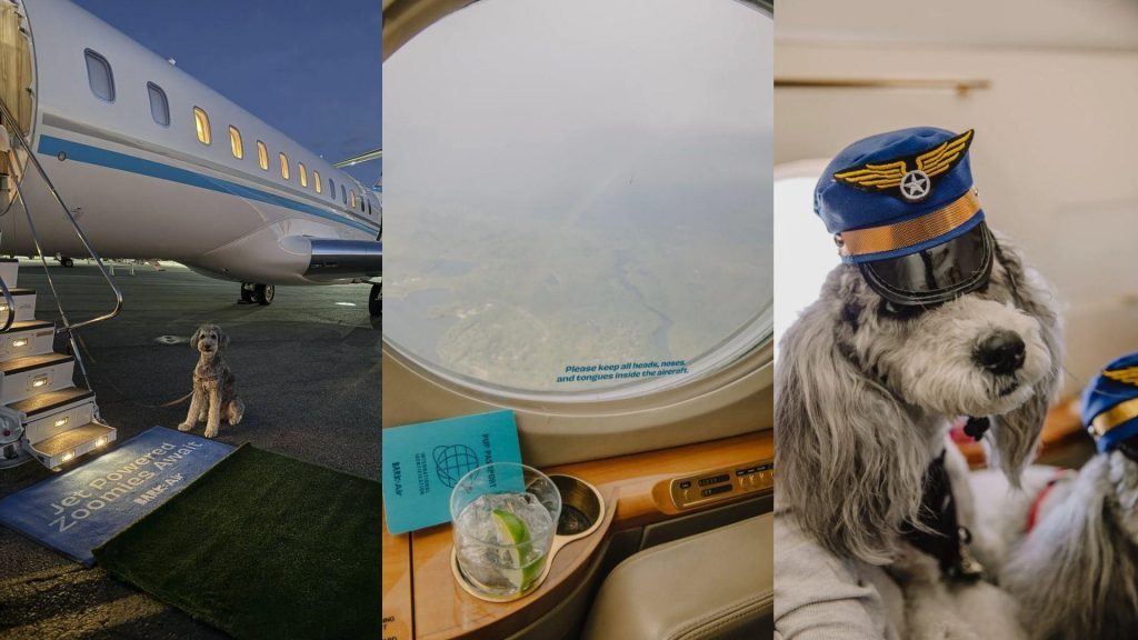 Playlists And A Pup Concierge: Inside The Airline Flying Pets First Class